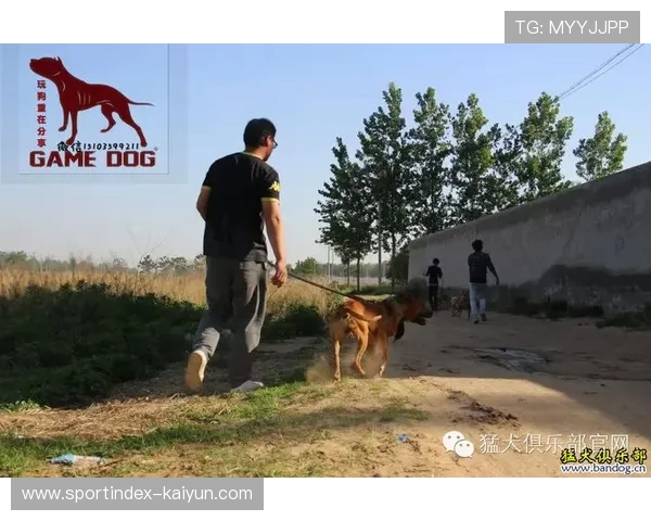 以内斯兰·马查多挑战奥尔金 比特犬力求延续完美战绩